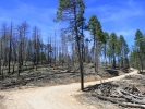 PICTURES/Railroad Tunnel Trail/t_Burned Trees2.JPG